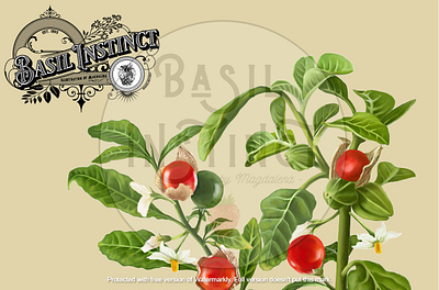 Ashwagandha detail art botanical botanical art botanical illustration design food food illustration herb painting illustration