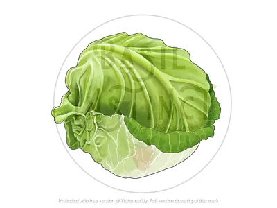Cabbage art cabbage colored pencil drawing colored pencils digital painting illustration mixed media vegetable illustration vegetable painting veggies