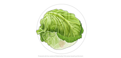 Cabbage art cabbage colored pencil drawing colored pencils digital painting illustration mixed media vegetable illustration vegetable painting veggies