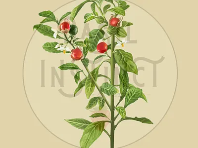 Ashwagandha ashwagandha botanical botanical illustration digital art digital painting herbs illustration nature plants