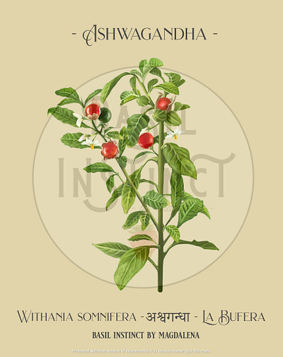 Ashwagandha ashwagandha botanical botanical illustration digital art digital painting herbs illustration nature plants