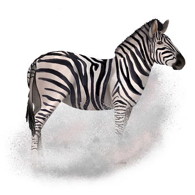 Watercolor zebra art design digital illustration watercolor zebra