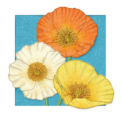 Alpine Poppies adobephotoshop advertising artnoveau botanical botanicalillustration collaboration commercial design drawing floral flowers forsale handmade illustration inkdrawing naturalistic packaging poppy seedpack seeds