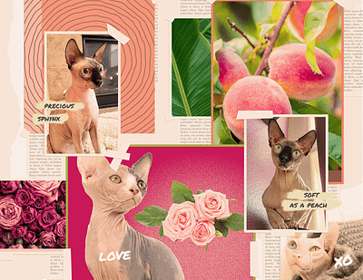 Sphynx Graphic Book Project Moodboard cat design graphic design moodboard typography