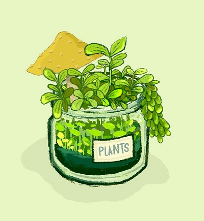 Plant Animation animation illustration motion graphics