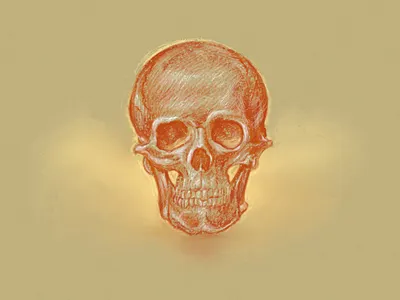 Skull study anatomy art drawing illustration line pastels pencil sketch skull study