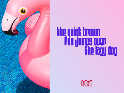 Flamingo Font figma font typography