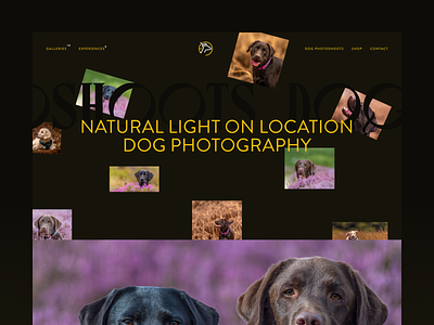 Now offering Dog Photography branding design photography portfolio ui ux web