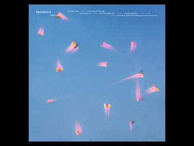 Ex.324 album album cover butterflies butterfly cd cover art design ep grain lp music noise sky sleeve vinyl