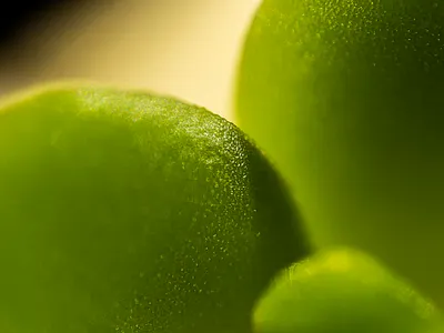 The unknown plant with an extreme closeup close up extreme macro macrophotography nicolas delille photography shooting studio zoom