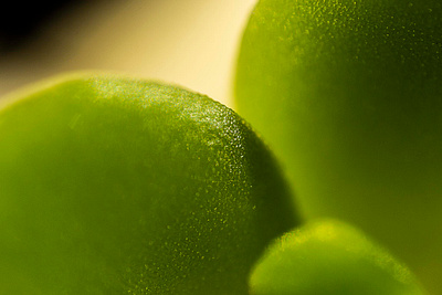 The unknown plant with an extreme closeup close up extreme macro macrophotography nicolas delille photography shooting studio zoom