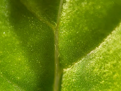 Basil Leaf basil basilic extreme leaf macro macroshot nicolas delille photo photography shooting shot still life studio
