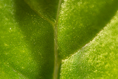 Basil Leaf basil basilic extreme leaf macro macroshot nicolas delille photo photography shooting shot still life studio