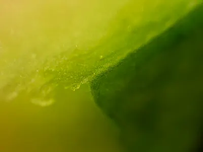 A slice of Watermelon extreme fruit juice macro macrophotography nicolas delille photography pulp shoot shot slice still life studio watermelon