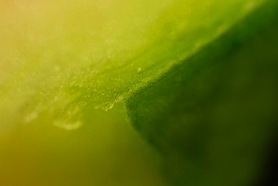 A slice of Watermelon extreme fruit juice macro macrophotography nicolas delille photography pulp shoot shot slice still life studio watermelon