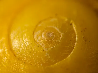 Snail shell extreme macro macrophotography nicolas delille photography shell shooting shot snail still life studio yellow