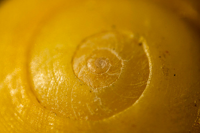 Snail shell extreme macro macrophotography nicolas delille photography shell shooting shot snail still life studio yellow