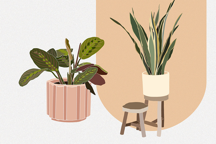 Indoor Plants Illustration Collection by em.ly studio on Dribbble