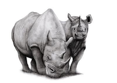 Mother and Son africa drawing endangered graphite illustration nature rhino wildlife