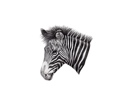 Zebra africa drawing graphite illustration nature wildlife zebra