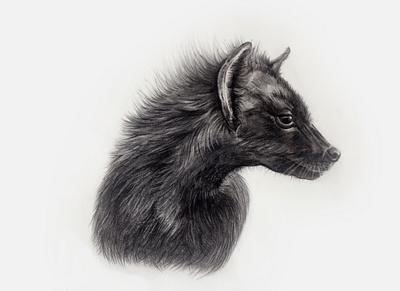 Neville the baby hyena africa cub drawing graphite hyena illustration nature wildlife