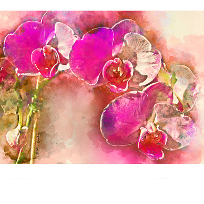 Magenta Orchids design digital painting illustration