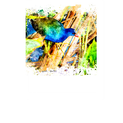 Purple Gallinule digital painting illustration photoshop