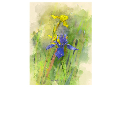 Yellow Iris, Blue Iris botanical digital painting illustration photoshop