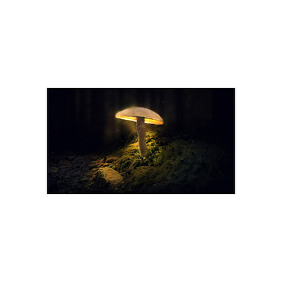 Mushroom | Photoshop | MS 🤞 animation branding design illustration photoshop vector