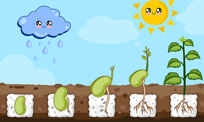 Plant growth illustration artwork cartooning children illustration concept art educational graphic design illustration plant growth vector