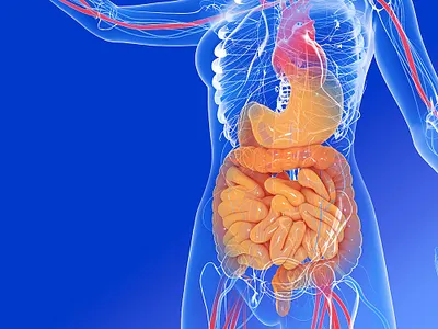 3D internal human anatomy 3d 3d art anatomy design illustration medical