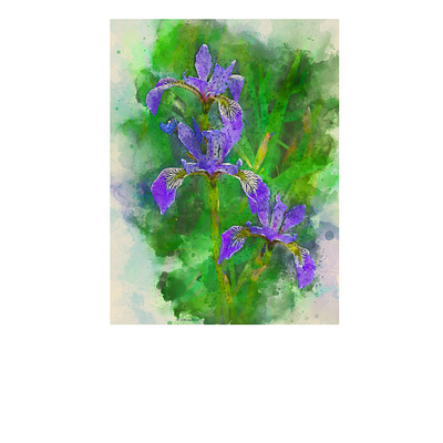 Iris Versicolor botanical digital painting illustration