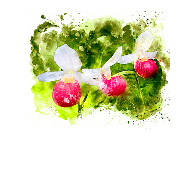 Three Pink Orchids botanical digital painting illustration photoshop