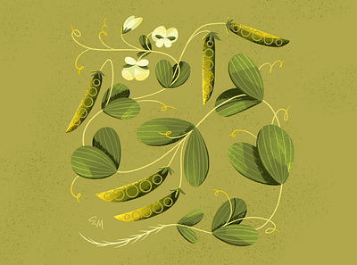 green pea botanical draw green pea illustration illustrator procreate