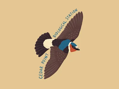 Cliff swallow sticker art birds design digital art illustration nature procreate