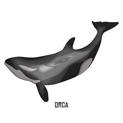 PNW Endangered Animals #1 Orca adobe endangered graphic design illustration illustrator nature inspired orca orca whale pacific northwest photoshop pnw pnw artist