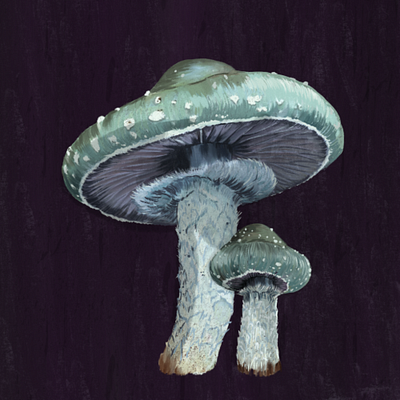 Mushrooms artist illustration illustrator mushrooms nature procreate rains textures tropics