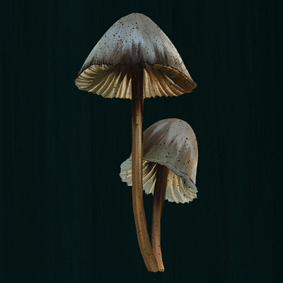 Mushrooms artist hues illustration illustrator mushroom nature textures