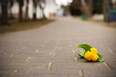 Solitude design flower loniness mood photography picture road sollitude tulip