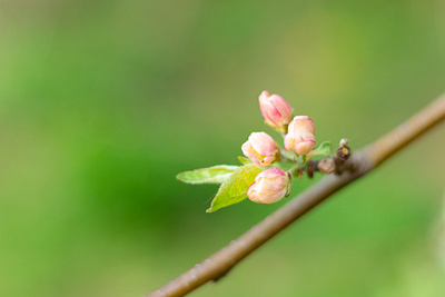 Spring vibes blossom design flower green mood photography picture spring tree