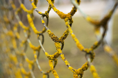 Overgrown fence design fence growth mood moss photography picture spring