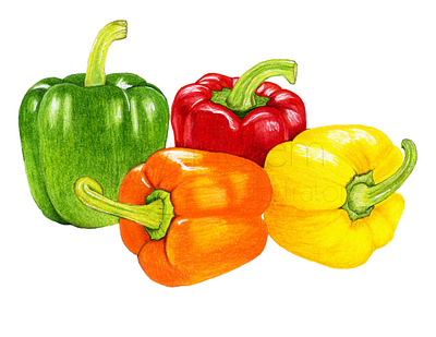 Bell Peppers book cover branding coloredpencil cook book cooking food fourwindsgraphics garden gardening hand drawn harvest healthy illustration natural peggy hellem peppers recipe vegan vegetables veggies