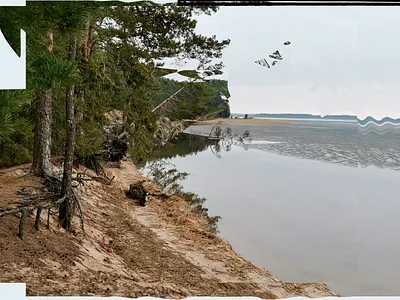 forest collage forest nature strange