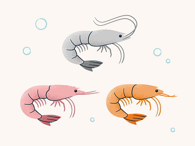 Types of Shrimp brown shrimp illustration ocean pink shrimp shrimp species texture under the sea white shrimp