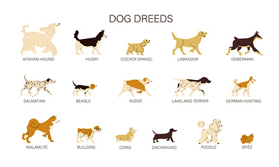 Different dog breeds set animal breed dog domestic flat illustration pet vector