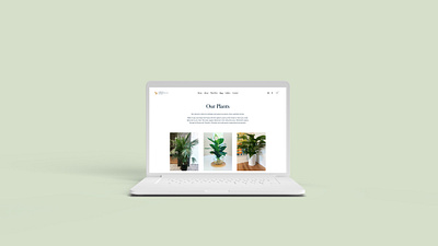 Minimal Online Store for a Local Plant Company concept design ecommerce home page layout minimal online store plants squarespace web design web experience website