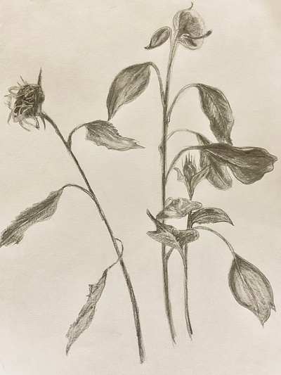 sunflower Drawing drawing plants