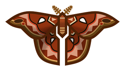 Atlas atlas big butterfly insect nature tropic vector