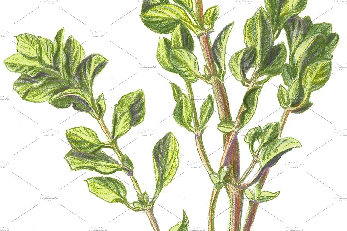 Marjoram Pencil Drawing Isolated by Anna Repp on Dribbble