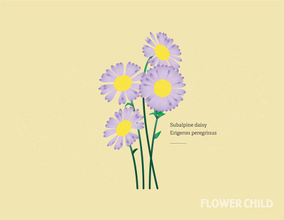 Daisy's brand canadian rockies character development creative direction design flower specimens gamification hike with kids identity illustration thewayfindercompany trail kids wild flower child wildflowers